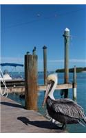 Pelican in Key West Florida Bird Journal: 150 Page Lined Notebook/Diary