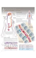 Hormonal Action Wall Chart