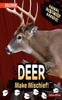 Deer Make Mischief!