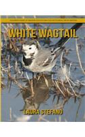 White Wagtail