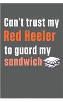 Can't trust my Red Heeler to guard my sandwich: For Red Heeler Dog Breed Fans