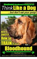 Bloodhound, Bloodhound Training AAA AKC