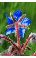 Borage Starflower Journal: 150 page lined notebook/diary