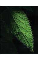 Nettle Leaf Sketchbook