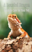 A Bearded Dragon