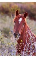 Kids Equine Journal