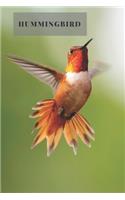 Hummingbird
