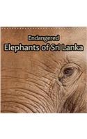 Endangered - Elephants of Sri Lanka 2017