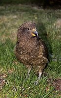 West Gallirallus Flightless Bird in New Zealand Journal