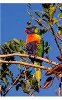 Rainbow Lorikeet in a Tree Journal: 150 Page Lined Notebook/Diary