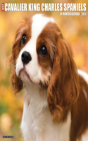 Just Cavalier King Charles Spaniels 2021 Wall Calendar (Dog Breed Calendar)