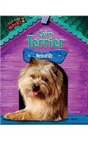 Cairn Terrier