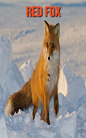 Red Fox: Amazing Facts about Red Fox