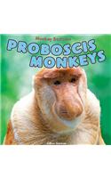Proboscis Monkeys