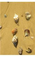 Seashells in the Sand Tropical Vacation Journal