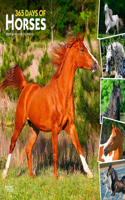 Horses 365 Days Of 2025 Square Wrap