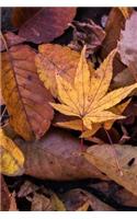 Fading Autumn Leaves on the Forest Floor Journal: 150 Page Lined Notebook/Diary