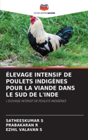 Élevage Intensif de Poulets Indigènes Pour La Viande Dans Le Sud de l'Inde