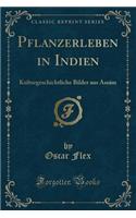 Pflanzerleben in Indien