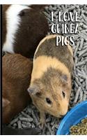 I Love Guinea Pigs