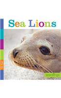 Seedlings: Sea Lions