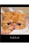 Notebook: Adorable picture of a ginger kitten with spiky hairy. This journal will be a joy to write in for all baby animal lovers, crazy cat people and pet ow