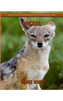 Jackal