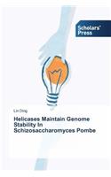 Helicases Maintain Genome Stability In Schizosaccharomyces Pombe