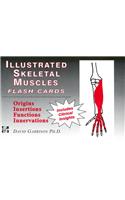 Illustrated Skeletal and Muscle