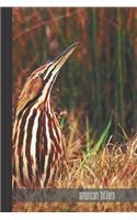 american bittern