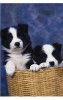2020 Daily Planner Two Puppies Basket Dog Photo 388 Pages: 2020 Planners Calendars Organizers Datebooks Appointment Books Agendas