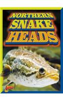 Northern Snake Heads