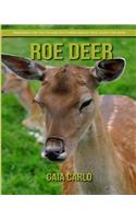 Roe Deer