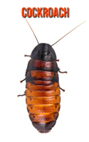 Cockroach