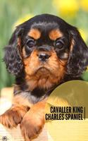 Cavaller King Charles Spaniel: 120 Seiten liniert in ca. A5 Softcover - Perfekt als Notizbuch für alle Hunde Fans, Hundeliebhaber zum Hundetraining