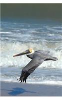 Solitary Pelican Flying at the Beach Seabird Journal