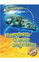 Humpback Whale Migration
