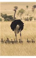Ostrich Outing Blank Book Lined Journal (6x9)