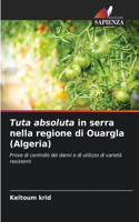 Tuta absoluta in serra nella regione di Ouargla (Algeria)