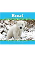 Knut