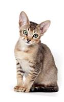 Abyssinian Kitten Notebook & Journal. Productivity Work Planner & Idea Notepad: Brainstorm Thoughts, Self Discovery, To Do List