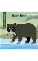 Black Bear