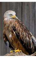Stunning Red Kite Raptor Journal