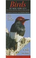 Birds of New York City, Incl. Central Park & Long Island