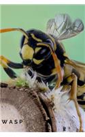 Wasp