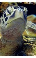 Sea Turtle: Marine Life Ocean Reptile Planner Calendar Organizer Daily Weekly Monthly [year Below]