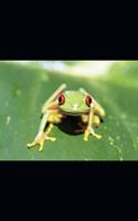 Red Eyed Frog: Plain Lined Notebook Paper, 125 Pages of 6 X 9 Inch Note Paper, Soft Cover, Portable Journal