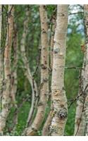 Beautiful Birch Trees in a Forest in the Spring Sweden Journal