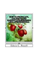 How to Propagate, Cultivate and Harvest Strawberries Like a Professional