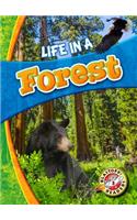 Life in a Forest